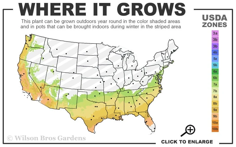Snow Day Cold Hardy Eucalyptus Tree (Eucalyptus gregsoniana) - 3 Quart Pot Snow Day Cold Hardy Eucalyptus Tree (Eucalyptus Gregsoniana) - 3 Quart Pot -Garden Plants shop 7a 9b 91