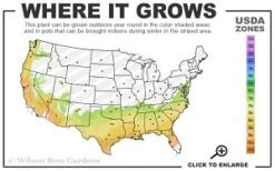 Moonlit Lace Viburnum - 7 Gallon Pot -Garden Plants shop 7a 9b thumbnail 2