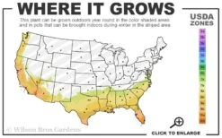 Ragin' Cajun Red Mexican Petunia (Ruellia Elegans) - 5 Pack Quart Pots -Garden Plants shop 7b 10b 12