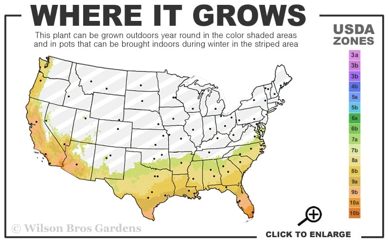 Mrs. G.G. Gerbing White Southern Indica Azalea - 1 Gallon Pot Mrs. G.G. Gerbing White Southern Indica Azalea - 1 Gallon Pot -Garden Plants shop 7b 10b 9