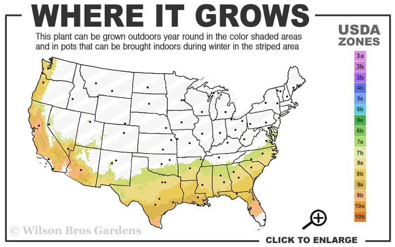Mrs. Bertha Camellia - 3 Gallon Pot Mrs. Bertha Camellia - 3 Gallon Pot -Garden Plants shop 7b 9b 2