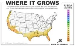 Cast Iron Plant - 2 Gallon Pot -Garden Plants shop 8A 11 50