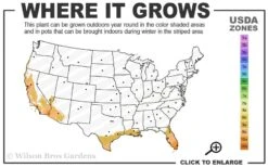 Little Prince Banana Plant - 1 Gallon Pot 2 Little Prince Banana Plant - 1 Gallon Pot -Garden Plants shop 9a 11 1