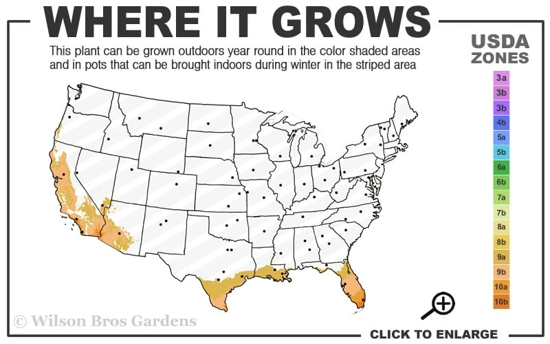 Little Prince Banana Plant - 1 Gallon Pot Little Prince Banana Plant - 1 Gallon Pot -Garden Plants shop 9a 11 1