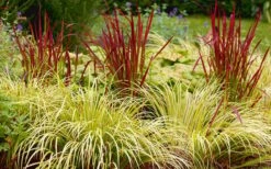 Golden Sweet Flag - Acorus Gramineus 'Ogon' - 18 Count Flat Of Pint Pots 4 Golden Sweet Flag - Acorus Gramineus 'Ogon' - 18 Count Flat Of Pint Pots -Garden Plants shop Acorus Ogon 103 2