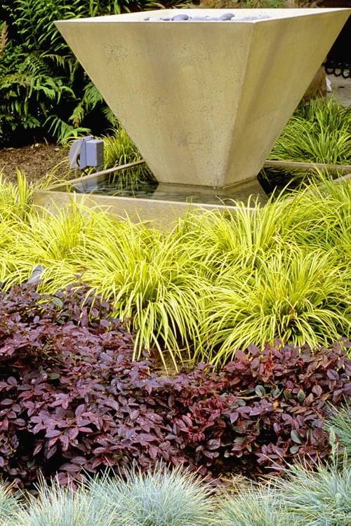 Golden Sweet Flag - Acorus gramineus 'Ogon' - 18 Count Flat of Pint Pots Golden Sweet Flag - Acorus Gramineus 'Ogon' - 18 Count Flat Of Pint Pots -Garden Plants shop Acorus Ogon 104 2