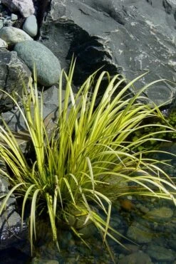 Golden Sweet Flag (Acorus Gramineus 'Ogon') - 6 Pack Of Pint Pots -Garden Plants shop Acorus Ogon 105 1