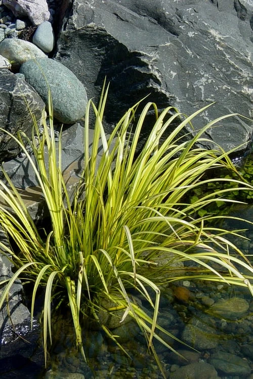 Golden Sweet Flag - Acorus gramineus 'Ogon' - 18 Count Flat of Pint Pots Golden Sweet Flag - Acorus Gramineus 'Ogon' - 18 Count Flat Of Pint Pots -Garden Plants shop Acorus Ogon 105 2