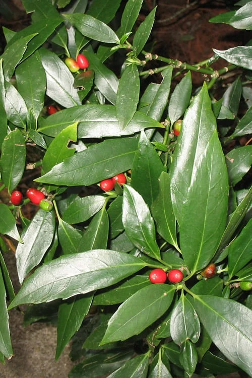 Dwarf Green Aucuba - Japanese Laurel - 3 Gallon Pot Dwarf Green Aucuba - Japanese Laurel - 3 Gallon Pot -Garden Plants shop Acuba Dwarf Green 1