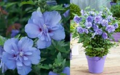 Blue Chiffon Rose Of Sharon - 2 Gallon Pot -Garden Plants shop Althea Blue Chiffon