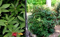 Florida Anise - Illicium Floridanum - 1 Gallon Pot -Garden Plants shop Anise Florida