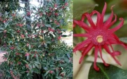 Florida Anise - Illicium Floridanum - 1 Gallon Pot -Garden Plants shop Anise Florida 50