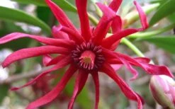 Florida Anise - Illicium Floridanum - 1 Gallon Pot -Garden Plants shop Anise Florida Flower 50