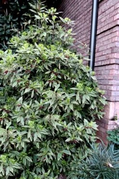 Pink Frost Florida Anise - Illicium Floridanum - 3 Gallon Pot 3 Pink Frost Florida Anise - Illicium Floridanum - 3 Gallon Pot -Garden Plants shop Anise Pink Frost 12 1