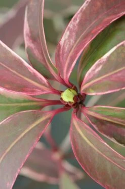 Pink Frost Florida Anise - Illicium Floridanum - 1 Gallon Pot 6 Pink Frost Florida Anise - Illicium Floridanum - 1 Gallon Pot -Garden Plants shop Anise Pink Frost 14