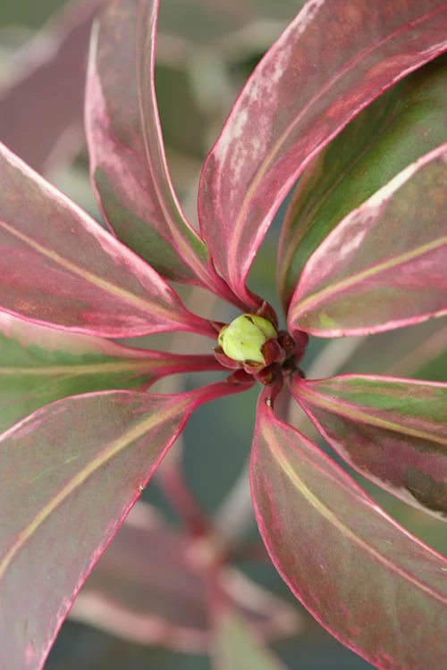 Pink Frost Florida Anise - Illicium floridanum - 1 Gallon Pot Pink Frost Florida Anise - Illicium Floridanum - 1 Gallon Pot -Garden Plants shop Anise Pink Frost 14