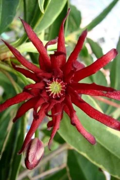 Pink Frost Florida Anise - Illicium Floridanum - 3 Gallon Pot 4 Pink Frost Florida Anise - Illicium Floridanum - 3 Gallon Pot -Garden Plants shop Anise Pink Frost 15 1