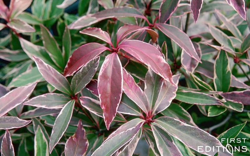 Pink Frost Florida Anise - Illicium floridanum - 3 Gallon Pot Pink Frost Florida Anise - Illicium Floridanum - 3 Gallon Pot -Garden Plants shop Anise Pink Frost 16 1