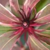 Pink Frost Florida Anise - Illicium Floridanum - 3 Gallon Pot