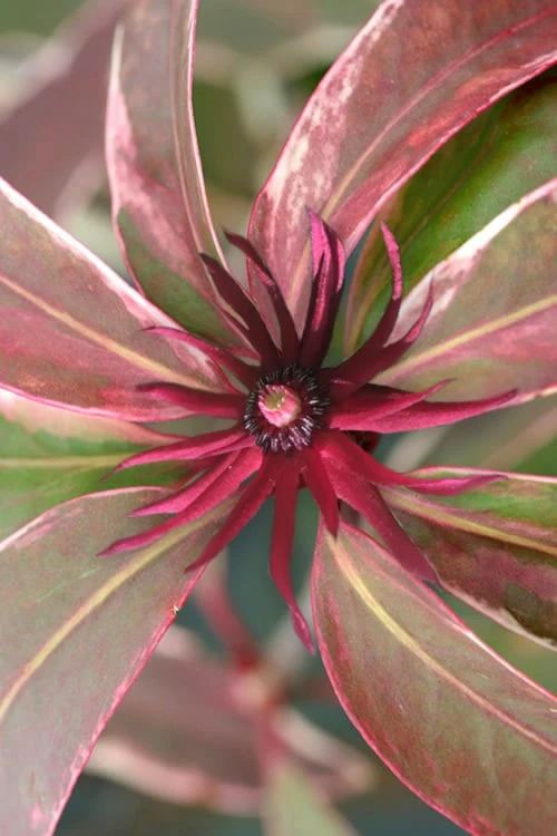 Pink Frost Florida Anise - Illicium floridanum - 1 Gallon Pot Pink Frost Florida Anise - Illicium Floridanum - 1 Gallon Pot -Garden Plants shop Anise Pink Frost 19