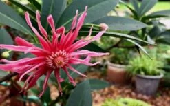 Woodland Ruby Anise (Illicium) - 3 Gallon Pot -Garden Plants shop Anise Woodland Ruby 3