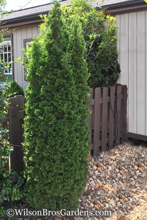 Degroots Spire Arborvitae - 1 Gallon Pot Degroots Spire Arborvitae - 1 Gallon Pot -Garden Plants shop Arborvitae Degroots Spire 1 500x750 1