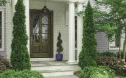 Degroots Spire Arborvitae - 1 Gallon Pot 3 Degroots Spire Arborvitae - 1 Gallon Pot -Garden Plants shop Arborvitae Degroots Spire 30