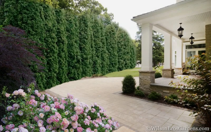 Degroots Spire Arborvitae - 1 Gallon Pot Degroots Spire Arborvitae - 1 Gallon Pot -Garden Plants shop Arborvitae Degroots Spire 33