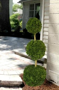 Emerald Green Arborvitae Poodle Tier Topiary (3 Ball) - 5 Gallon Pot -Garden Plants shop Arborvitae Emerald Green 3 Ball Poodle Tier 2