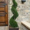 Emerald Green Arborvitae Spiral Topiary - 5 Gallon Pot (3-4')