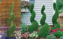 Emerald Green Arborvitae Spiral Topiary - 5 Gallon Pot (6') -Garden Plants shop Arborvitae Emerald Green Spiral 800x500 3