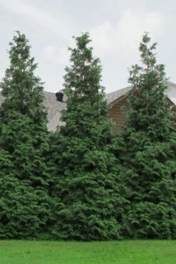 Green Giant Arborvitae - 7 Gallon Pot (5-6') 5 Green Giant Arborvitae - 7 Gallon Pot (5-6') -Garden Plants shop Arborvitae Green Giant 500x750 1
