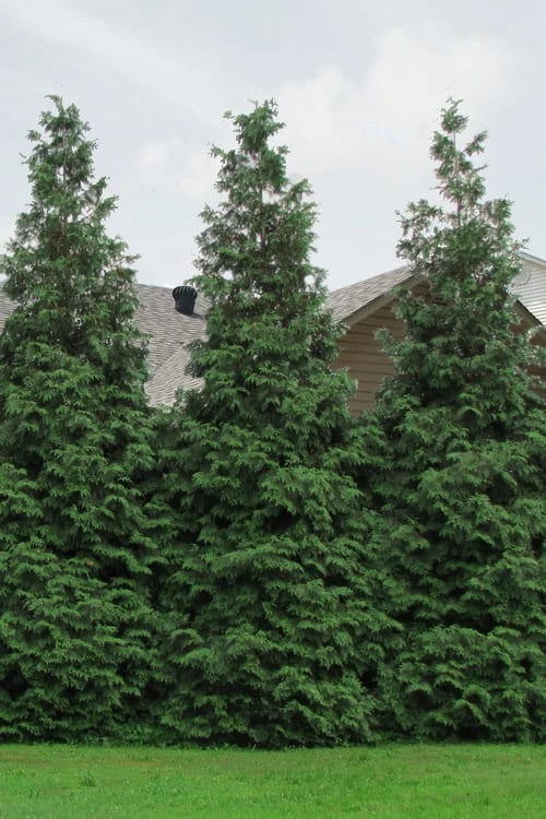 Green Giant Arborvitae - 7 Gallon Pot (5-6') Green Giant Arborvitae - 7 Gallon Pot (5-6') -Garden Plants shop Arborvitae Green Giant 500x750 1