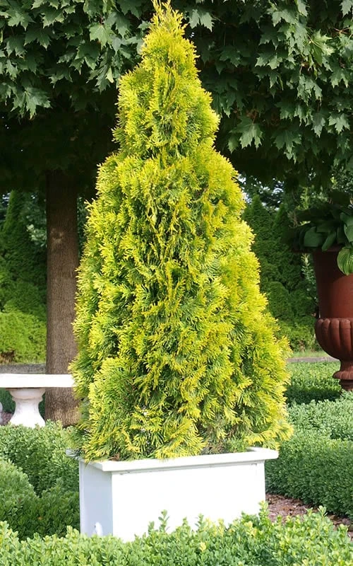 Highlights Arborvitae Thuja Janed Gold - 6 Gallon Pot Highlights Arborvitae Thuja Janed Gold - 6 Gallon Pot -Garden Plants shop Arborvitae Highlights 1