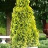 Highlights Arborvitae Thuja Janed Gold - 3 Gallon Pot