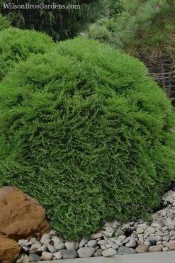 Tiny Tim Dwarf Globe Arborvitae - 2 Gallon Pot 4 Tiny Tim Dwarf Globe Arborvitae - 2 Gallon Pot -Garden Plants shop Arborvitae Tiny Tim 11