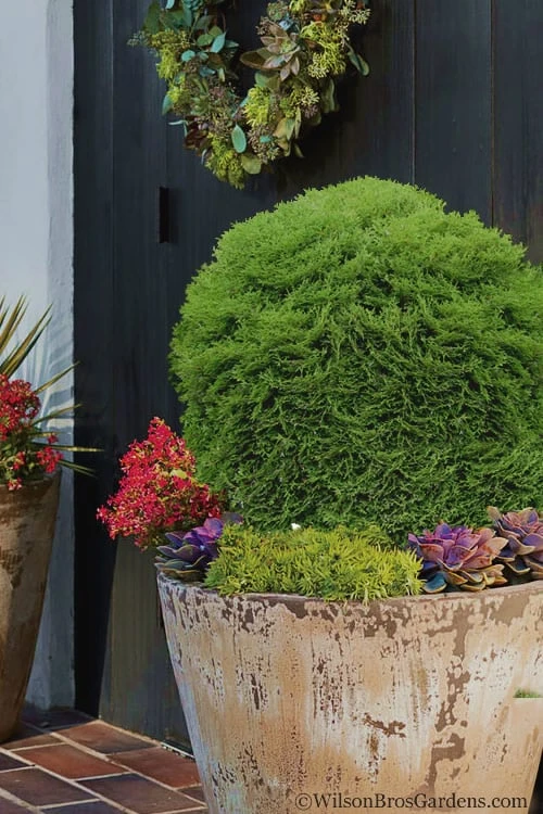 Tiny Tim Dwarf Globe Arborvitae - 2 Gallon Pot Tiny Tim Dwarf Globe Arborvitae - 2 Gallon Pot -Garden Plants shop Arborvitae Tiny Tim 15