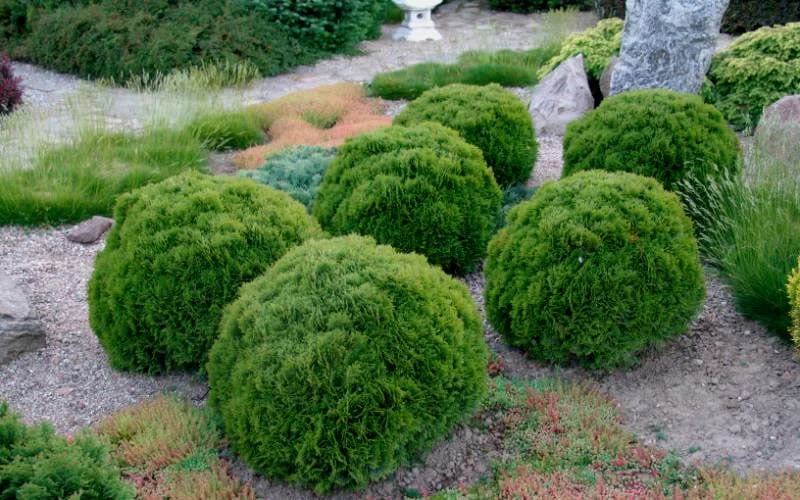 Tiny Tim Dwarf Globe Arborvitae - 2 Gallon Pot Tiny Tim Dwarf Globe Arborvitae - 2 Gallon Pot -Garden Plants shop Arborvitae Tiny Tim Grouping