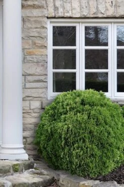 Planet Earth Arborvitae - 3 Gallon Pot -Garden Plants shop Arborvitae Woodwardii Globe 12