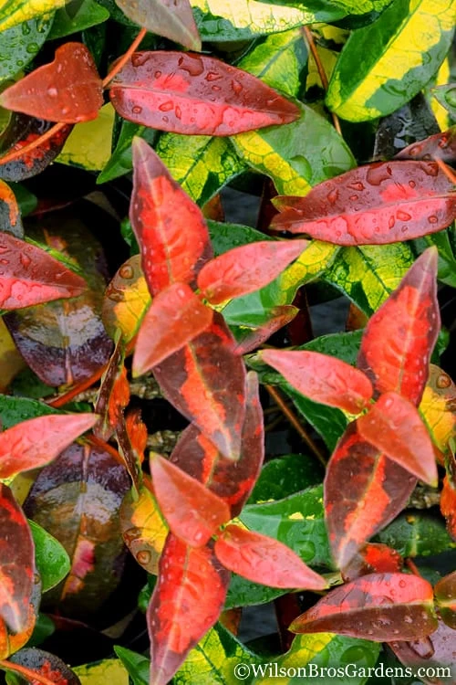 Summer Sunset Asiatic Jasmine - 6 Pack of 1 Gallon Pots Summer Sunset Asiatic Jasmine - 6 Pack Of 1 Gallon Pots -Garden Plants shop Asian jasmine Summer Sunset 1