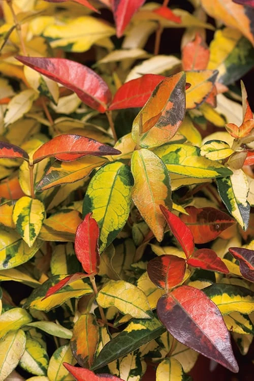 Summer Sunset Asiatic Jasmine - 6 Pack of 1 Gallon Pots Summer Sunset Asiatic Jasmine - 6 Pack Of 1 Gallon Pots -Garden Plants shop Asian jasmine Summer Sunset 2