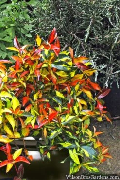 Summer Sunset Asiatic Jasmine - 6 Pack Of 1 Gallon Pots 4 Summer Sunset Asiatic Jasmine - 6 Pack Of 1 Gallon Pots -Garden Plants shop Asian jasmine Summer Sunset 6