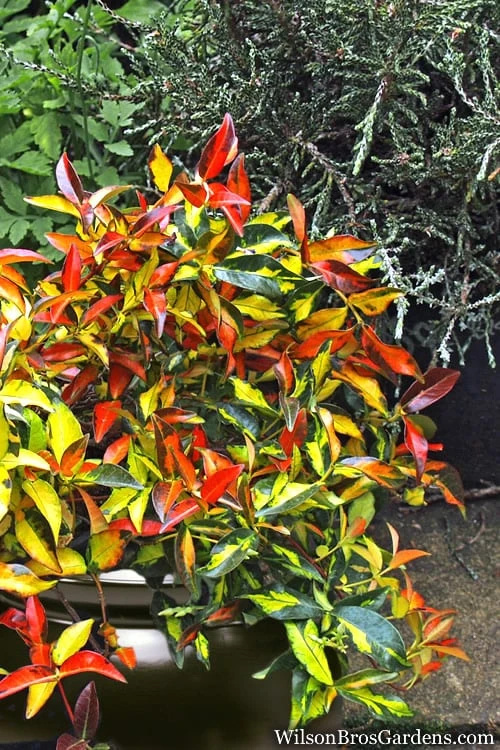 Summer Sunset Asiatic Jasmine - 6 Pack of 1 Gallon Pots Summer Sunset Asiatic Jasmine - 6 Pack Of 1 Gallon Pots -Garden Plants shop Asian jasmine Summer Sunset 6