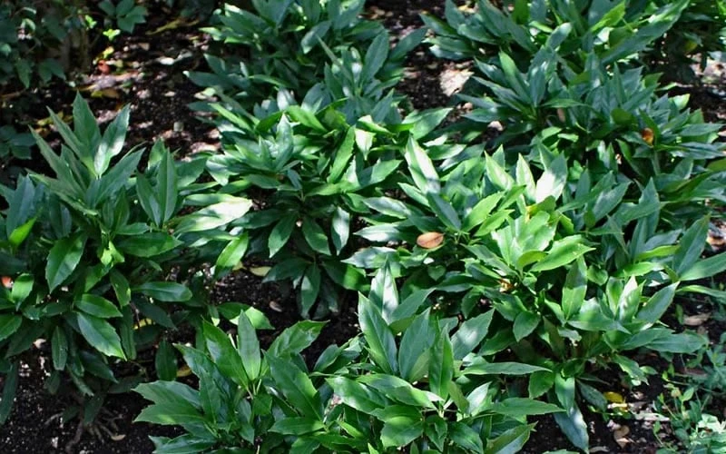 Dwarf Green Aucuba - Japanese Laurel - 3 Gallon Pot Dwarf Green Aucuba - Japanese Laurel - 3 Gallon Pot -Garden Plants shop Aucuba Dwarf Green 1