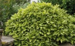 Gold Dust Aucuba - Japanese Laurel - 3 Gallon Pot -Garden Plants shop Aucuba Gold Dust 14 1