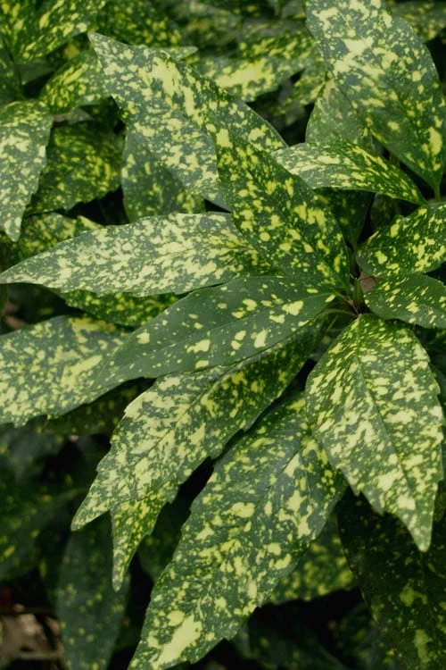 Gold Dust Aucuba (Japanese Laurel) - 1 Gallon Pot Gold Dust Aucuba (Japanese Laurel) - 1 Gallon Pot -Garden Plants shop Aucuba Gold Dust 16