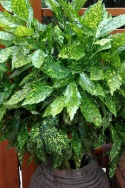 Gold Dust Aucuba - Japanese Laurel - 3 Gallon Pot -Garden Plants shop Aucuba Gold Dust 17 1
