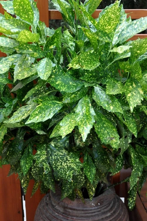 Gold Dust Aucuba (Japanese Laurel) - 1 Gallon Pot Gold Dust Aucuba (Japanese Laurel) - 1 Gallon Pot -Garden Plants shop Aucuba Gold Dust 17