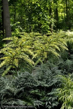 Hosoba Hoshifu Variegated Aucuba (Japanese Laurel) - 1 Gallon Pot 4 Hosoba Hoshifu Variegated Aucuba (Japanese Laurel) - 1 Gallon Pot -Garden Plants shop Aucuba Hosoba Hoshifu