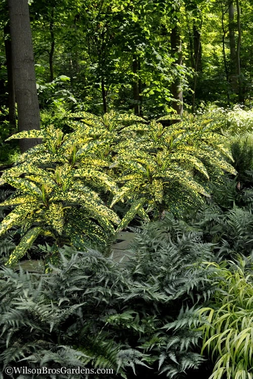 Hosoba Hoshifu Variegated Aucuba (Japanese Laurel) - 1 Gallon Pot Hosoba Hoshifu Variegated Aucuba (Japanese Laurel) - 1 Gallon Pot -Garden Plants shop Aucuba Hosoba Hoshifu